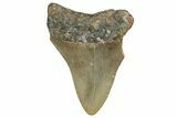 Serrated, Juvenile Megalodon Tooth - North Carolina #355870-1